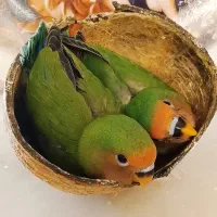 جوجه طوطی کوتولهlakshemi