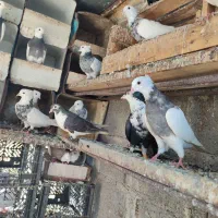 کبوتر.طوقی.زاغ‌.رنگی|پرنده|میناب, |دیوار