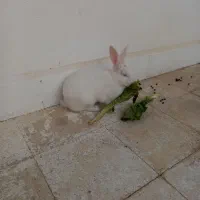 خرگوش|موش و خرگوش|مسجد سلیمان, |دیوار