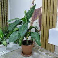 گل طبیعی