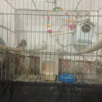 فنچ نرگسی و زفنچ زبرا