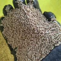 ارزن و بذر گلرنگ پاک شده|عمدهفروشی|اصفهان, براآن شمالی|دیوار