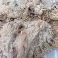 پشم گوسفند شسته نشده
