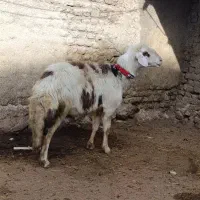 قوچ پلنگی و بره