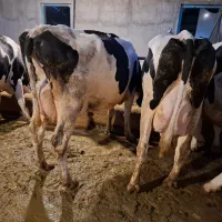 گاو شیری سوپر تولید صنعتی