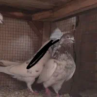 کفتر نر کله ای پرشی|پرنده|فولادشهر, A4|دیوار