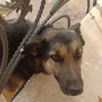سگ گمشده