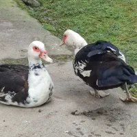 اردک اسراییلی ماده تخم گذار