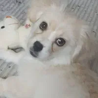 توله  سگ پامرانیکس