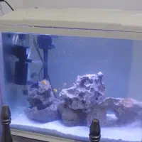 اکواریوم ۶۰ ×۶۰ و میز|ماهی|بندرعباس, |دیوار