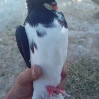 خوشرنگ سیا|پرنده|کوه چنار, |دیوار