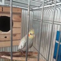 عروس هلندی ماده