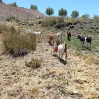 بز نر ماده دامازلیخ