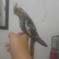 یک عدد جوجه عروس هلندی نر