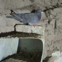 کفتر|پرنده|بیرجند, |دیوار