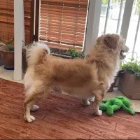 سگ اشپیتز پامر کوچک