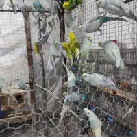 تعداد پرنده