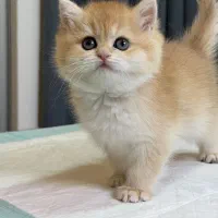 بچه گربه کوچولو بیریتیش ۲ماهه