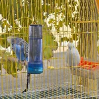 یک جفت مرغ عشق انگلیسی گرید A|پرنده|شاهینشهر, شهرک میلاد|دیوار