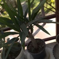 یوکا گلدانی و زیبا|گل و گیاه طبیعی|کلارآباد, |دیوار