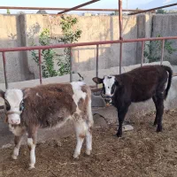 دو راس گوساله ماده سیمینتال|حیوانات مزرعه|دره شهر, |دیوار