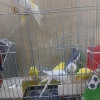 مرغ عشق هلندی|پرنده|اهواز, سخیریه|دیوار