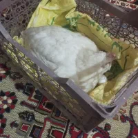 مرغ محلی فروشی  سر تخم