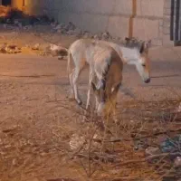 الاغ|حیوانات مزرعه|خمیر, |دیوار