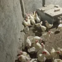 ۲۰۰عدد مرغ تخمی|حیوانات مزرعه|نیشابور, مازول|دیوار