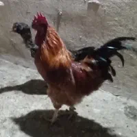 خروس خوش آواز و جوان