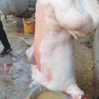 گوشت بره و شیشک