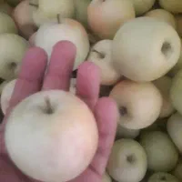 سیب بهاری ارگانیک ابدار