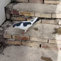 پرنده|پرنده|اندیمشک, |دیوار