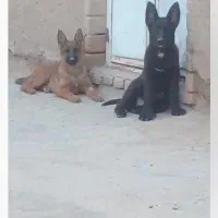 فروش ژرمن