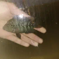 فلاور|ماهی|اهواز, کمپلو جنوبی|دیوار