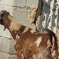 بز آبستن سر مایه|حیوانات مزرعه|جیرفت, |دیوار