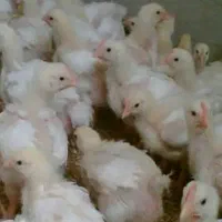 دان مرغ گوشتی و دان مرغ تخم گذار دان پلت شرکتی|لوازم جانبی حیوانات|اهواز, منبع اب|دیوار