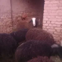 بره نر اصیل شال مناسب قوچی