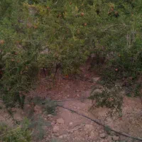 لوله پلی اتیلن دو اینج