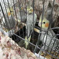 طوطی عروس|پرنده|آستانه اشرفیه, |دیوار