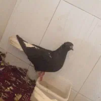 کبوتر زاغ دم سفید