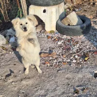 سگ پا کوتاه