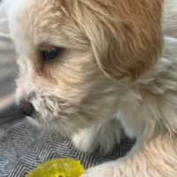 نیازمند مربی برای تربیت سگ