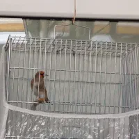 سهره نر|پرنده|تبریز, |دیوار