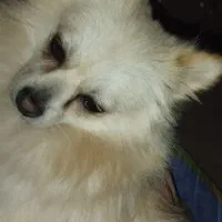 سگ دزدیده شده|حیوانات|اصفهان, مارچین|دیوار