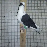 تعدادی کبوتر گرفتنی|پرنده|شیراز, کرونی(خاتونک)|دیوار