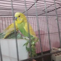 مرغ عشق|پرنده|مسجد سلیمان, |دیوار