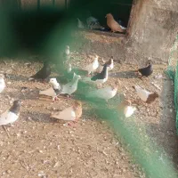 رنگی/هندیجان|پرنده|بندر ماهشهر, |دیوار