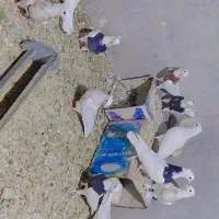 جوانه طوقی