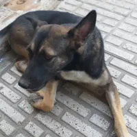 واگذاری نژاد مالی نویز|سگ|قائم‌شهر, |دیوار